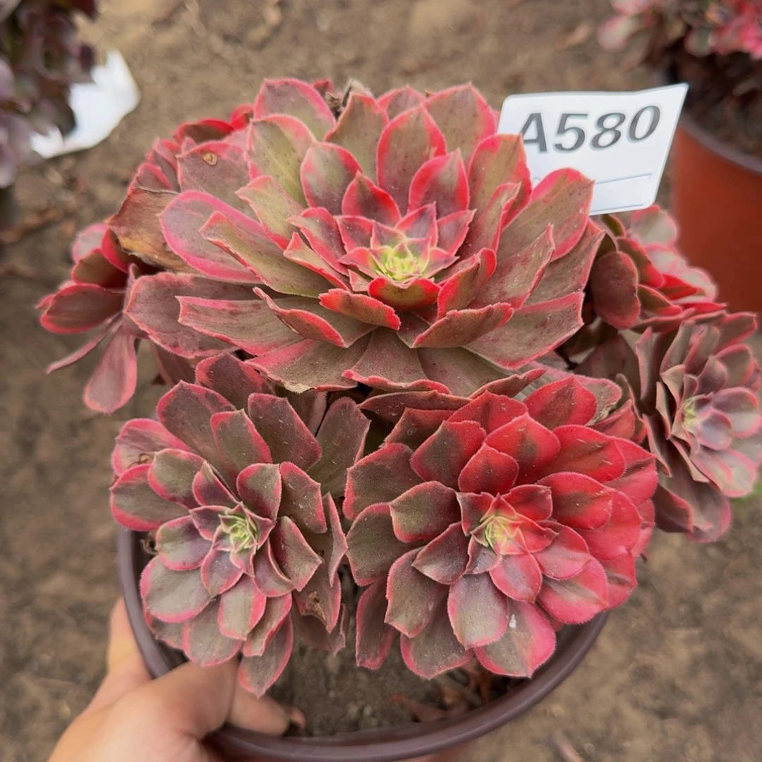 法师多肉不包损多肉580