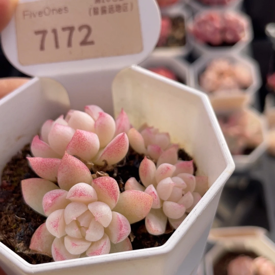 红边女王7172-5.0厘米