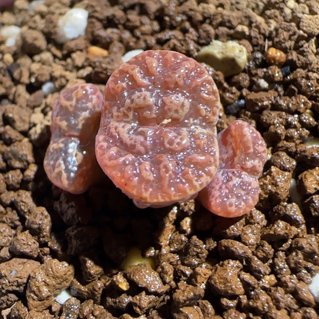 肉锥多肉植物组合-超级泡泡勋98