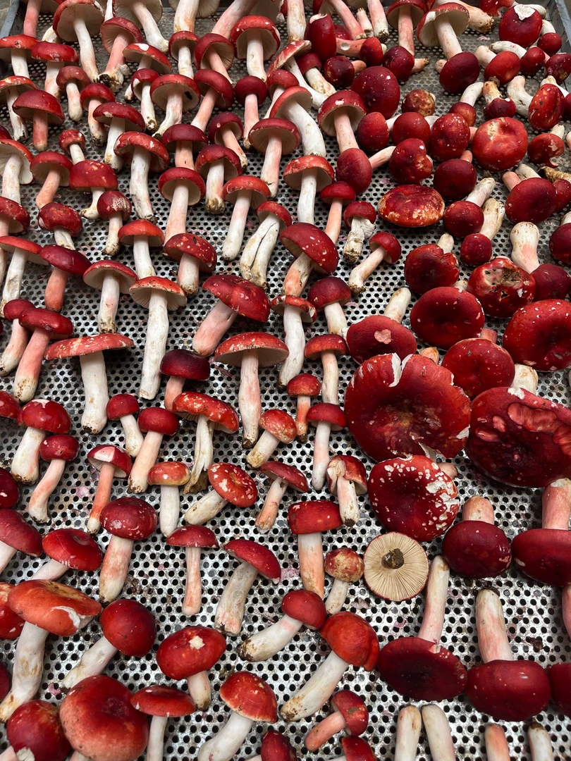 云南德宏深山新鲜大红菇炖汤清甜营养美味食材