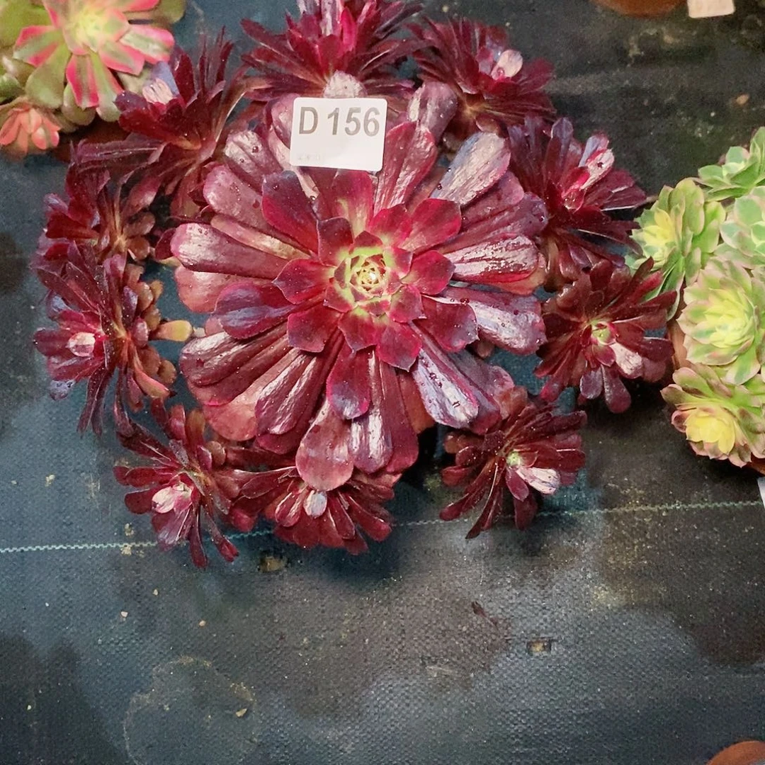 莫言156多肉111111