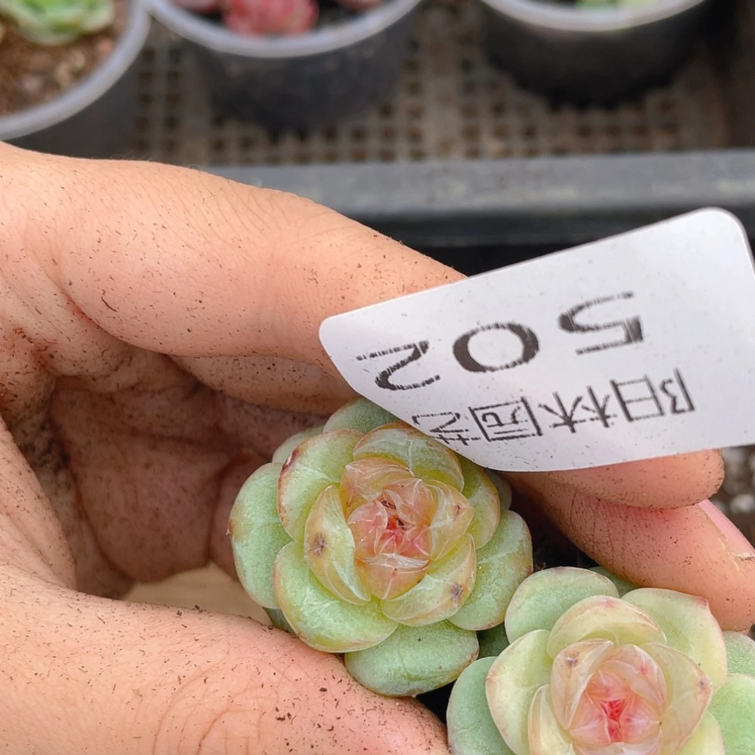 多肉植物多肉植物502