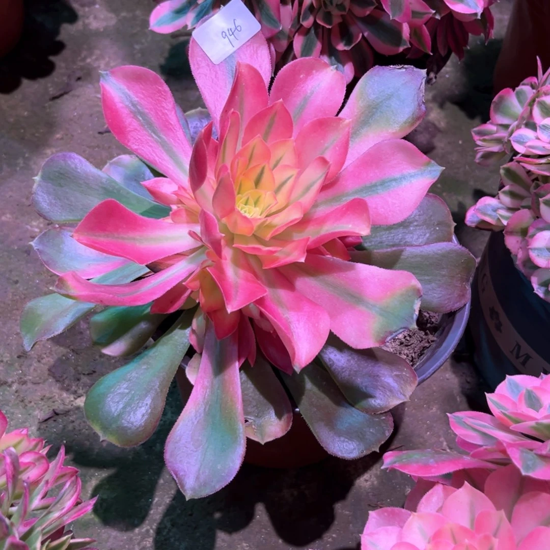 多肉植物香妃946