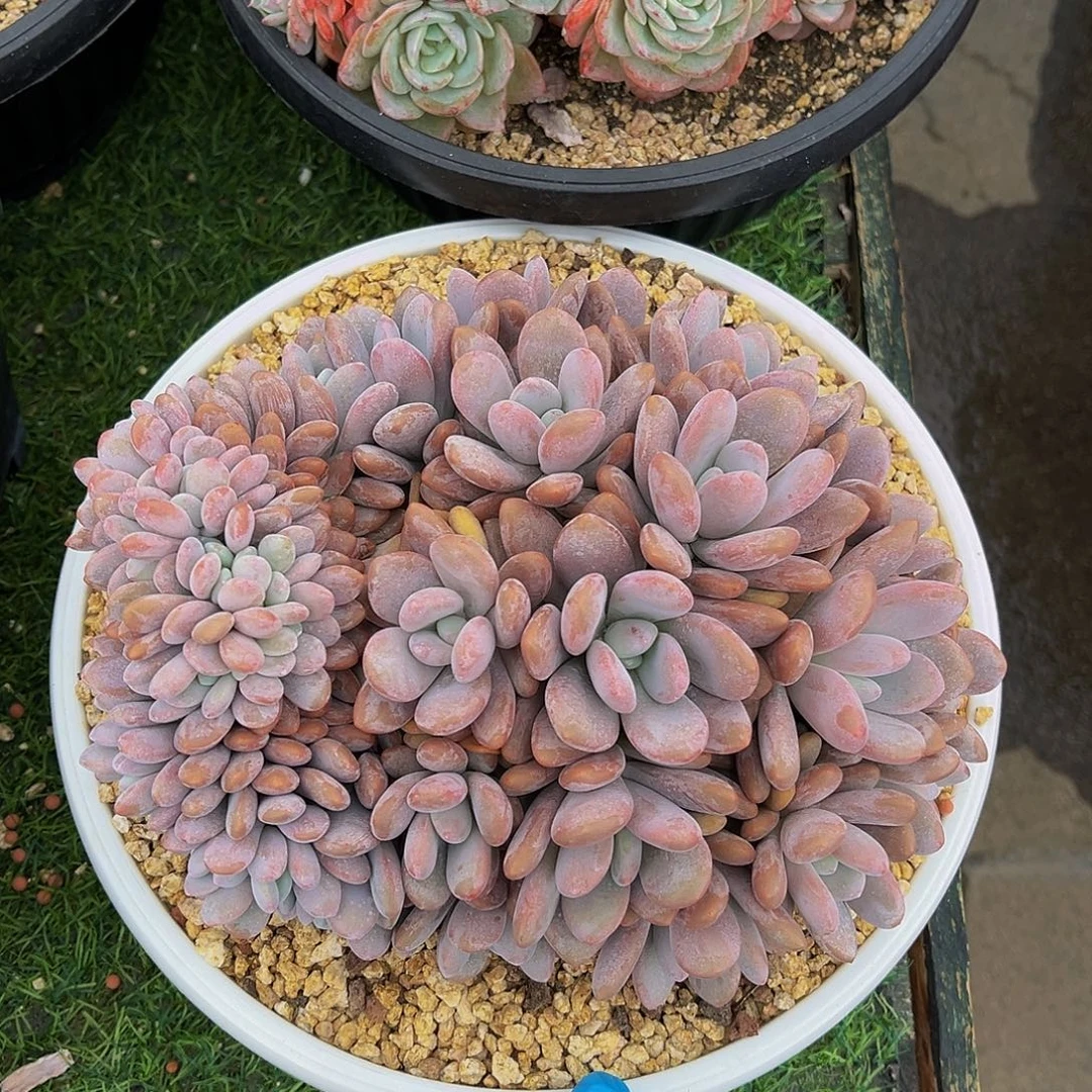 粉兔缀化一物一拍