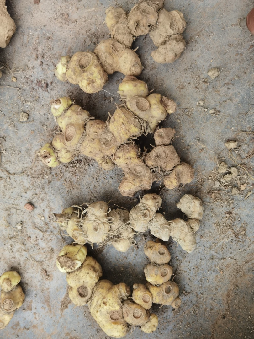 新鲜老虎姜九蒸九制煲汤佳品