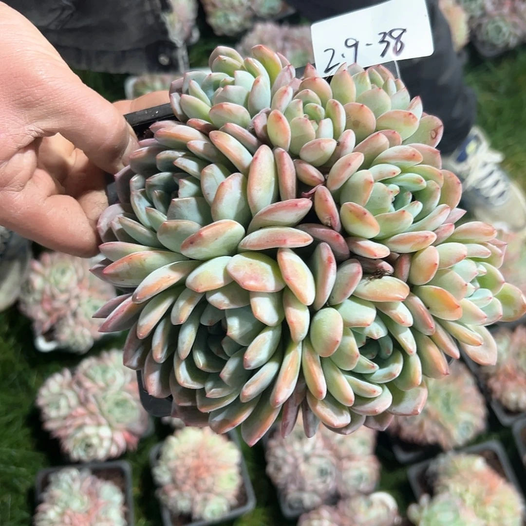 2.9-38全明星多头多肉