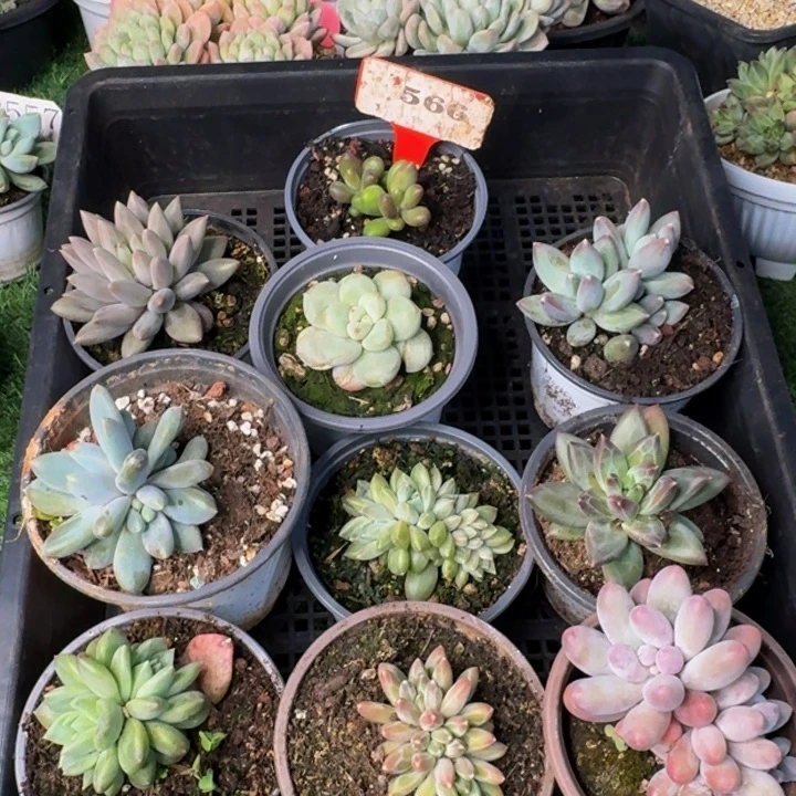 566多肉植物一物一拍