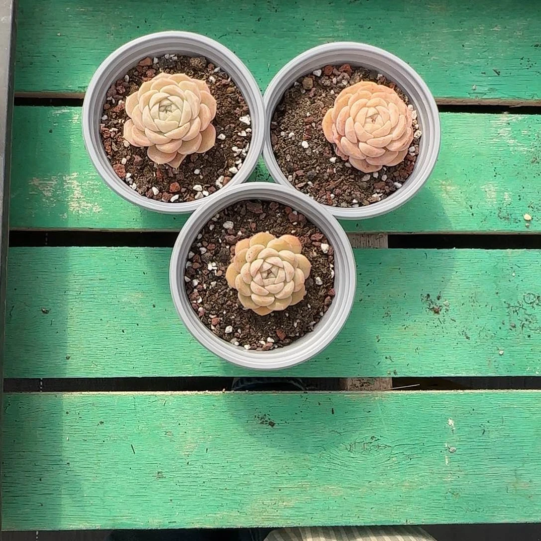 阿***）3颗发货。