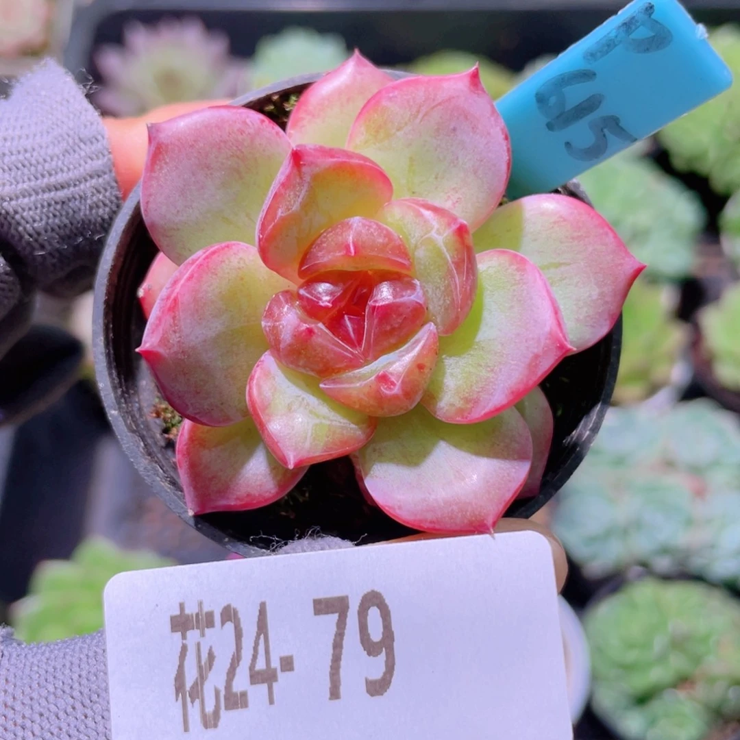 花利美24-79珍妮