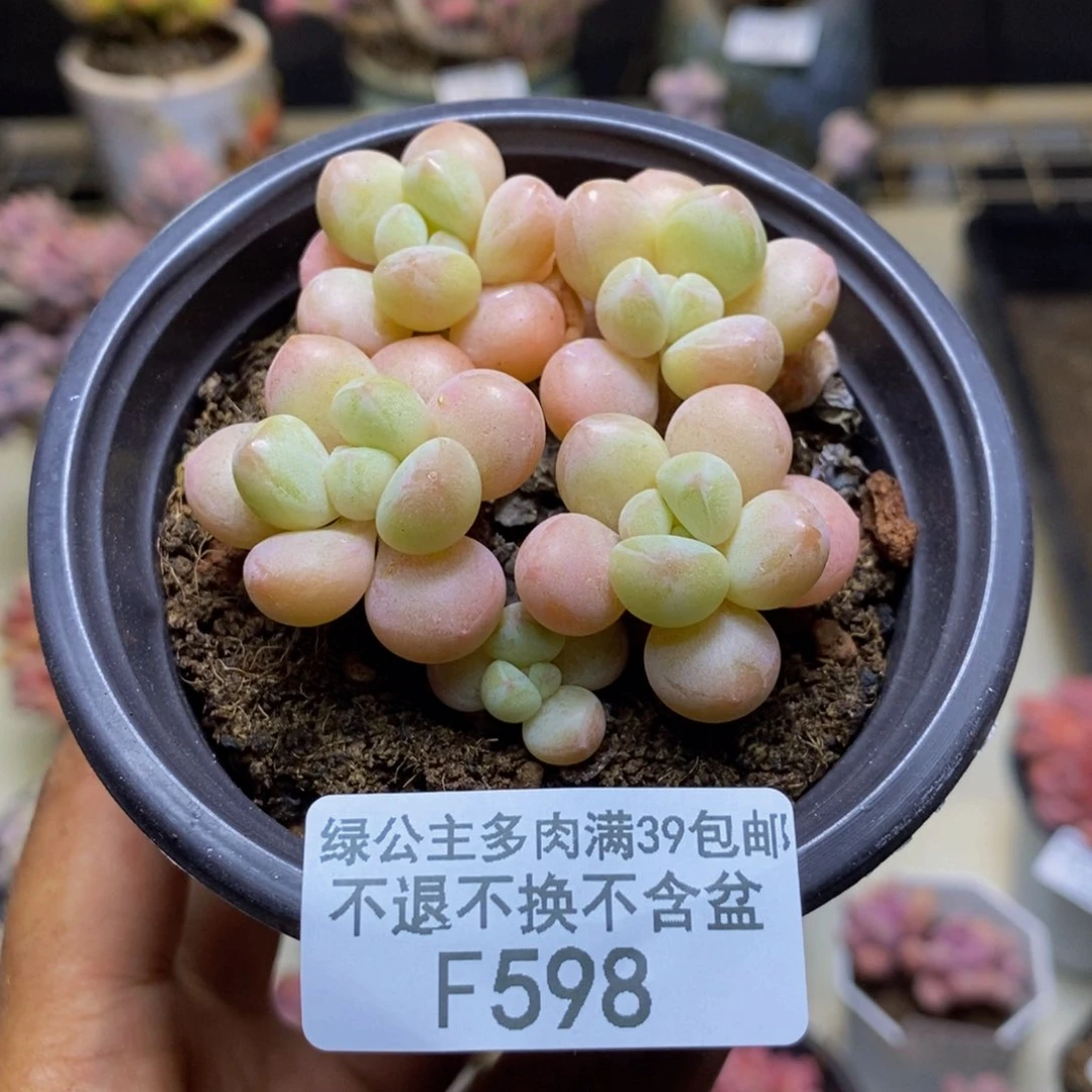 598萤火虫多肉5cm
