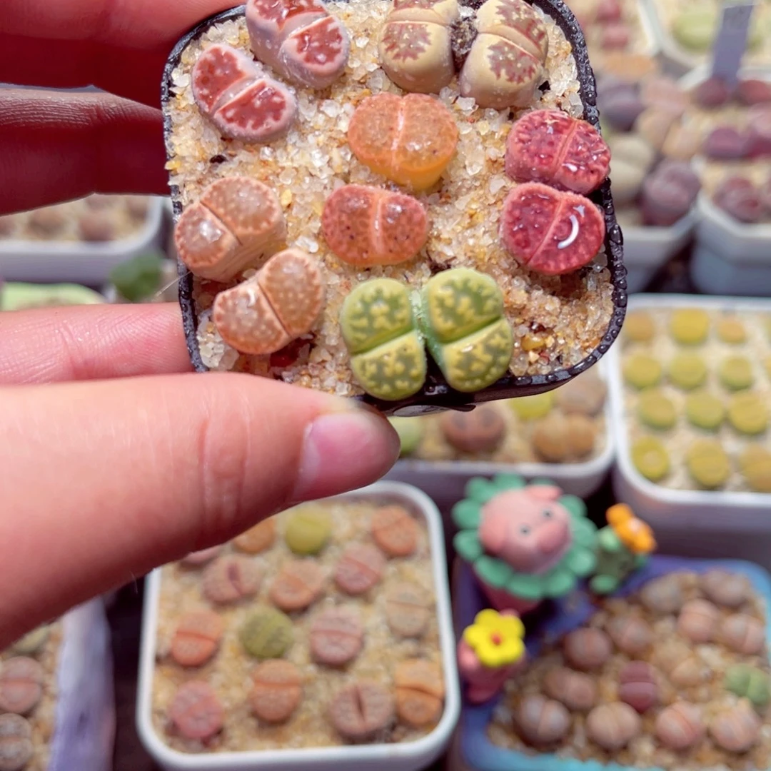 188号带盆包邮发货