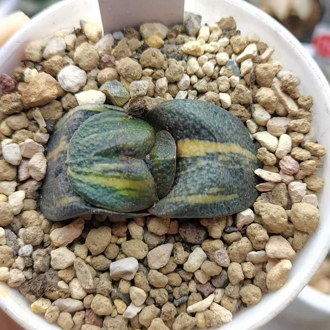 485号实生军配卧牛锦一物一拍带盆土发货