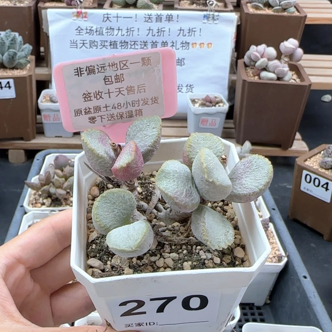 270圣姬多肉植物