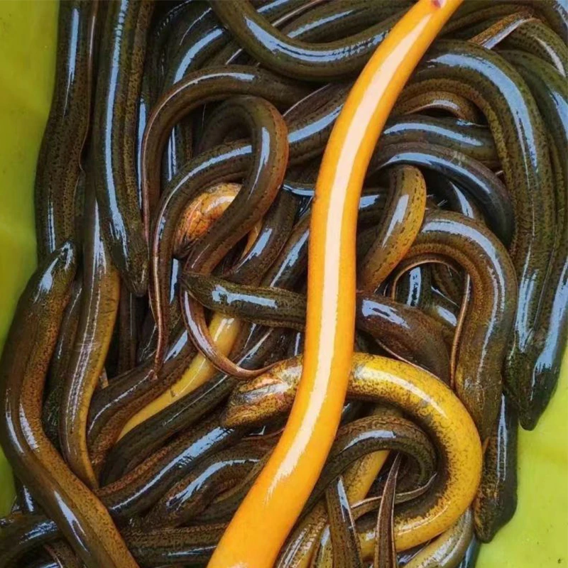 精选现杀鲜黄鳝450g 渔民河浜半养殖半野生鳝鱼