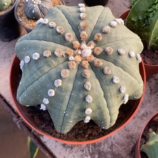 一个大海星兜仙人球