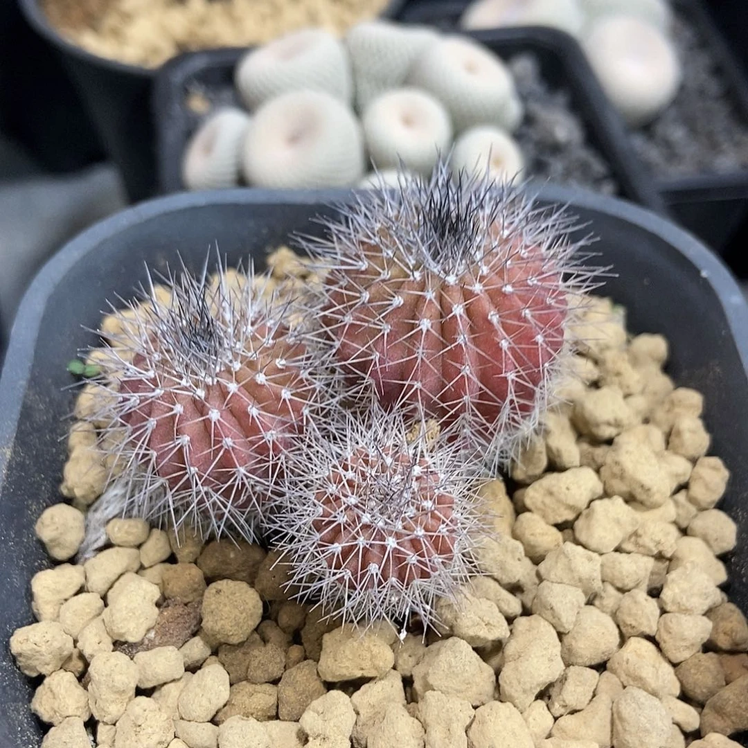 ****阳实生3头尤博球仙人球