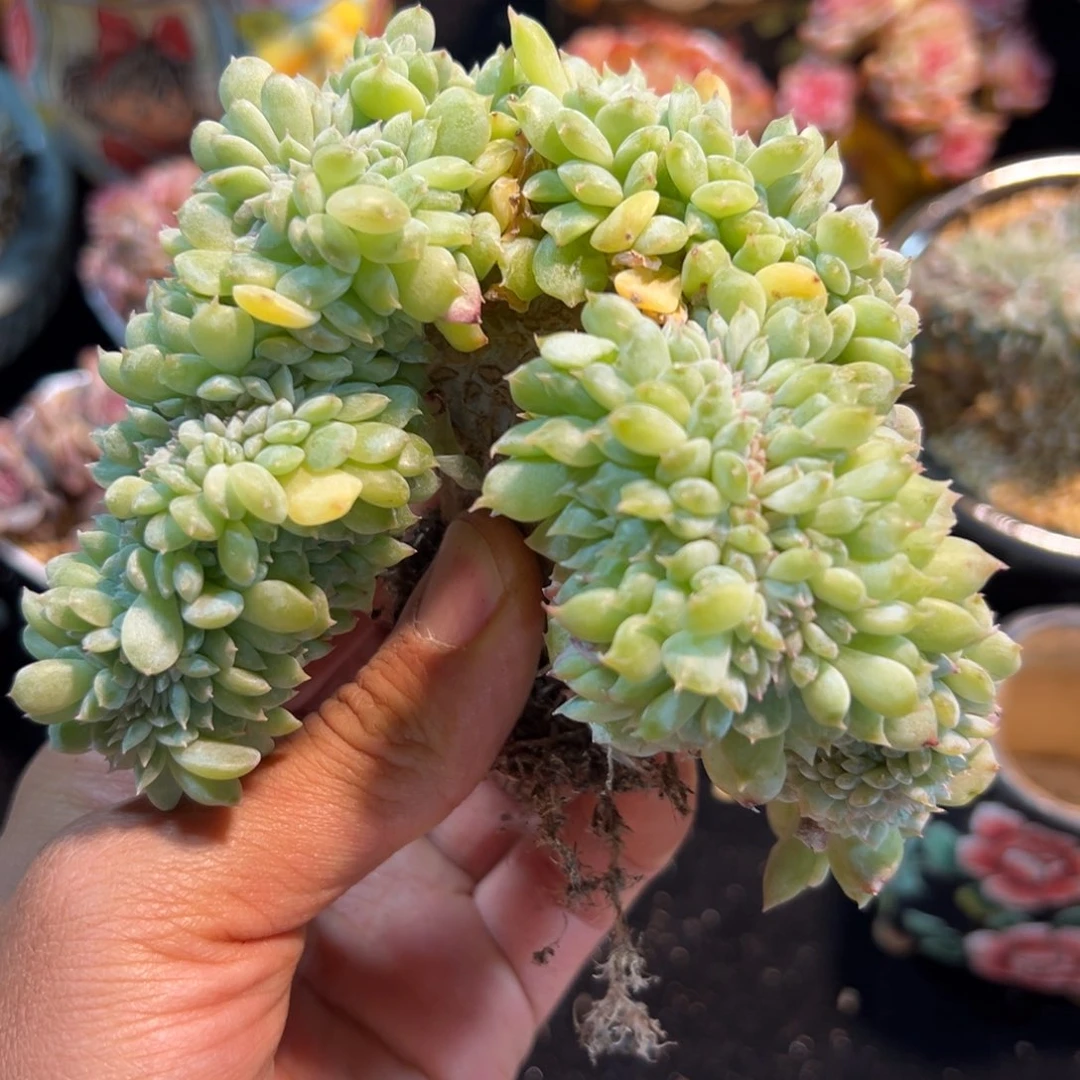 新年快乐 新年快乐