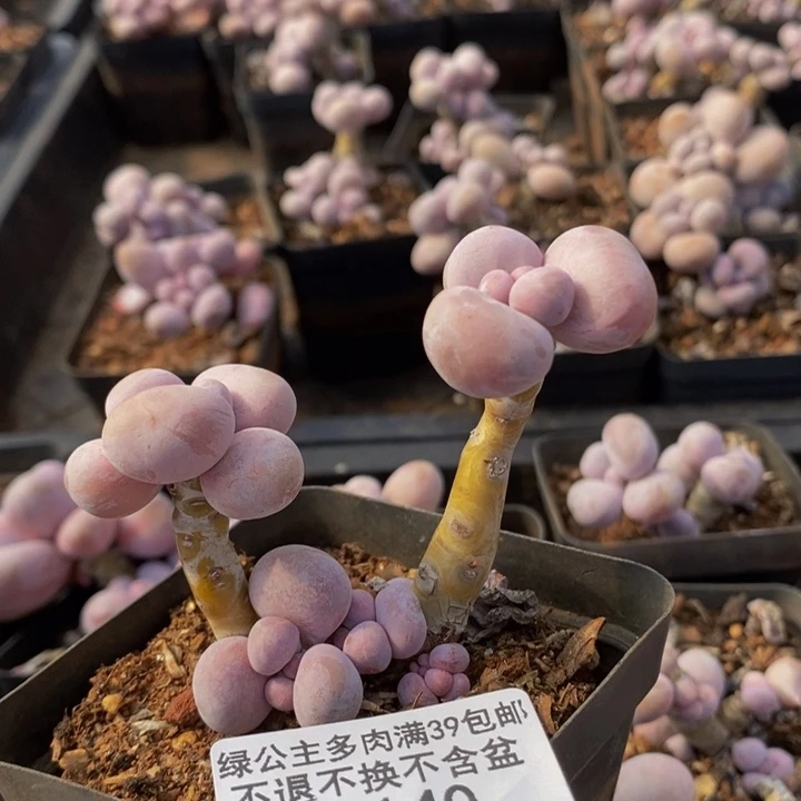 橙奶老桩140多肉植物