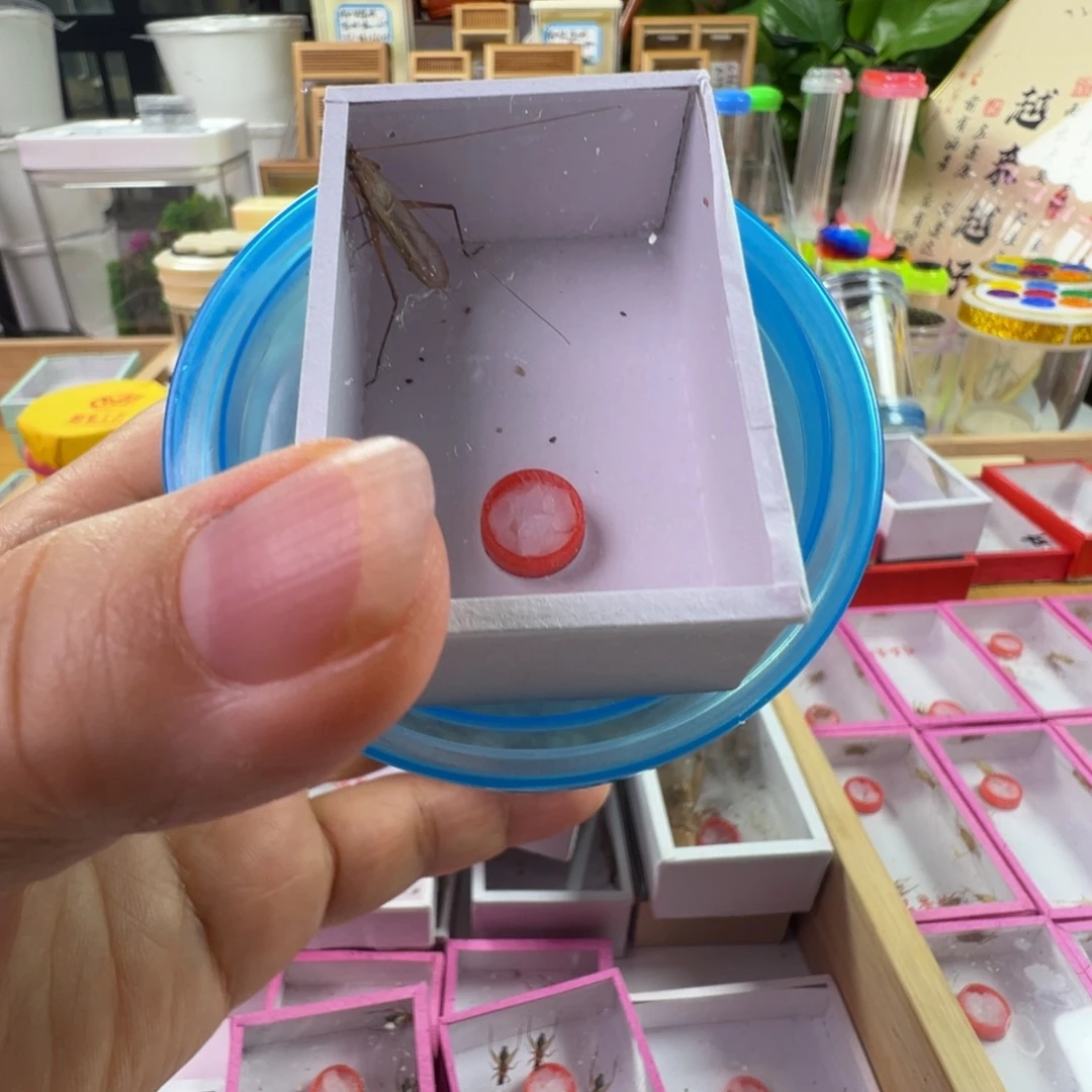 蟋蟀一只红竹➕一只石电报蛉