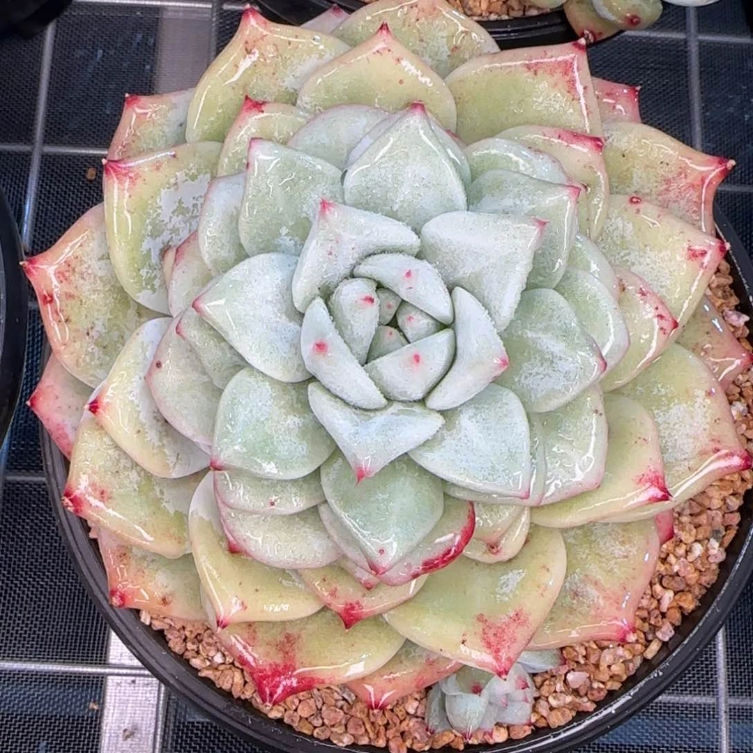 从前慢花园精选多肉祖母绿