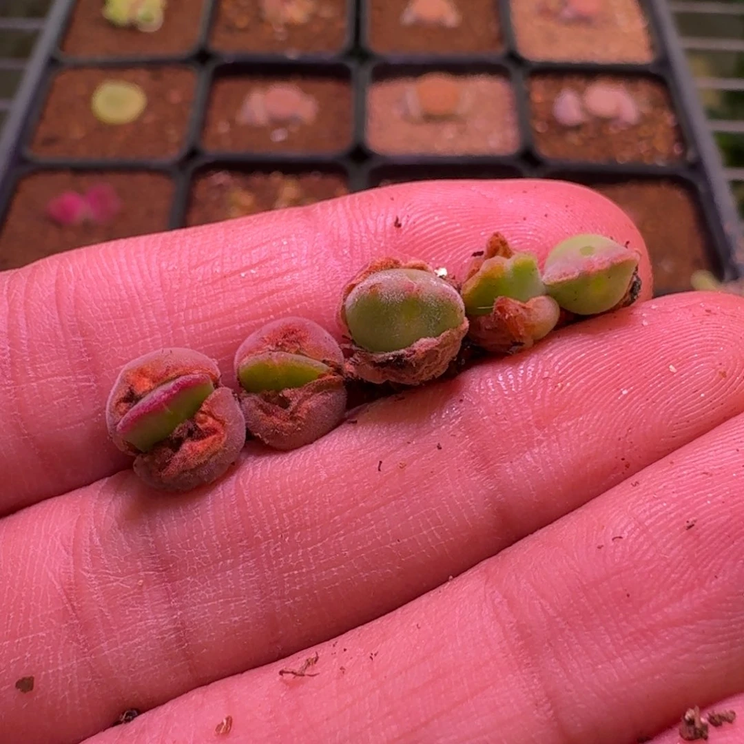 花****z云缦精品番杏20.77