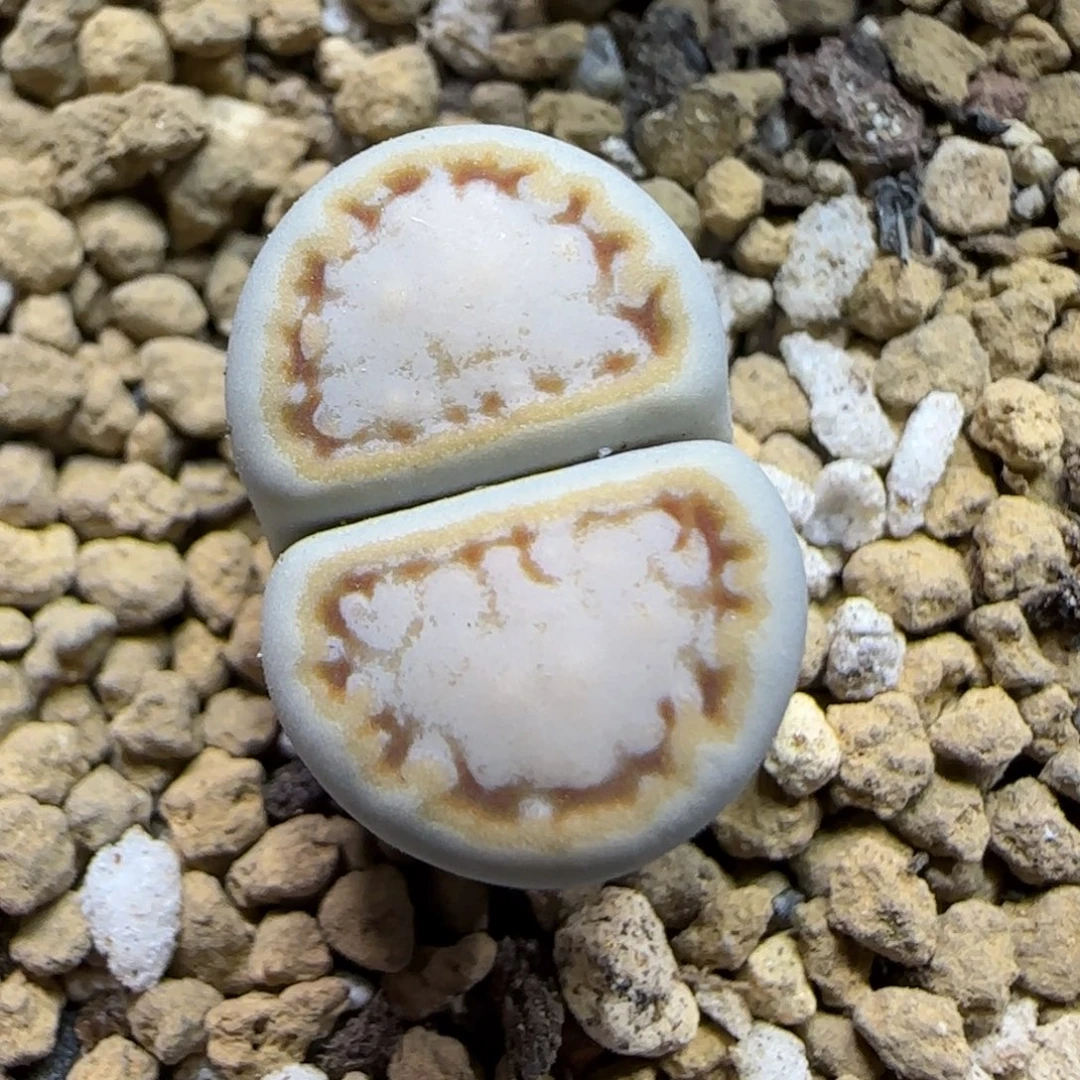 10.24 . c216饼干 . 9008