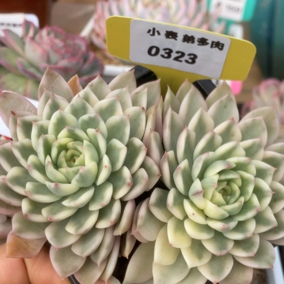 323长岛冰茶锦锦锦锦锦锦