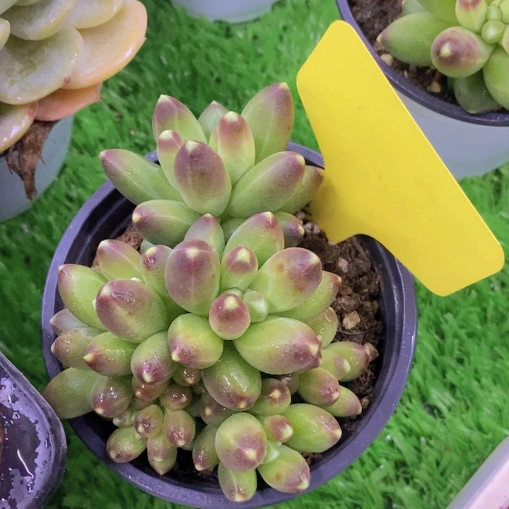 多肉植物，开心多肉