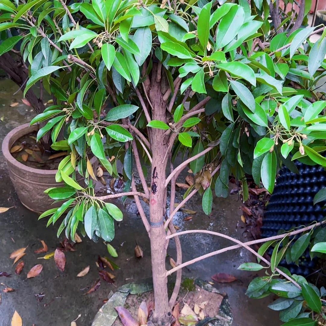 小***清无花朵果树1111111111