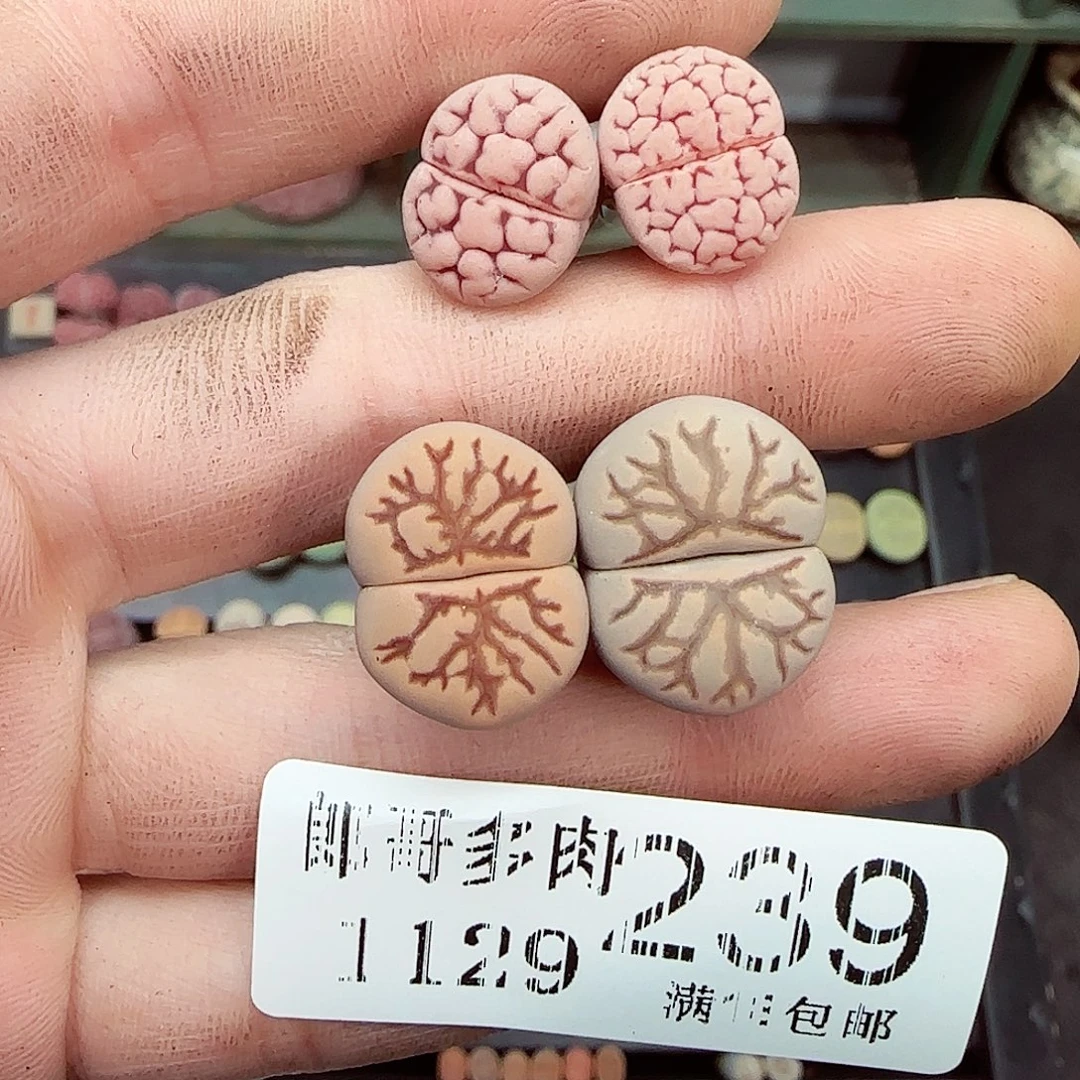 豚***主满满18包邮1129-239