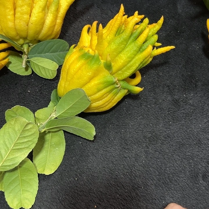 轻***杨完全开放九九九九佛手