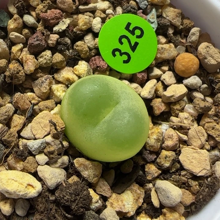 拉登1.4+多肉植物325