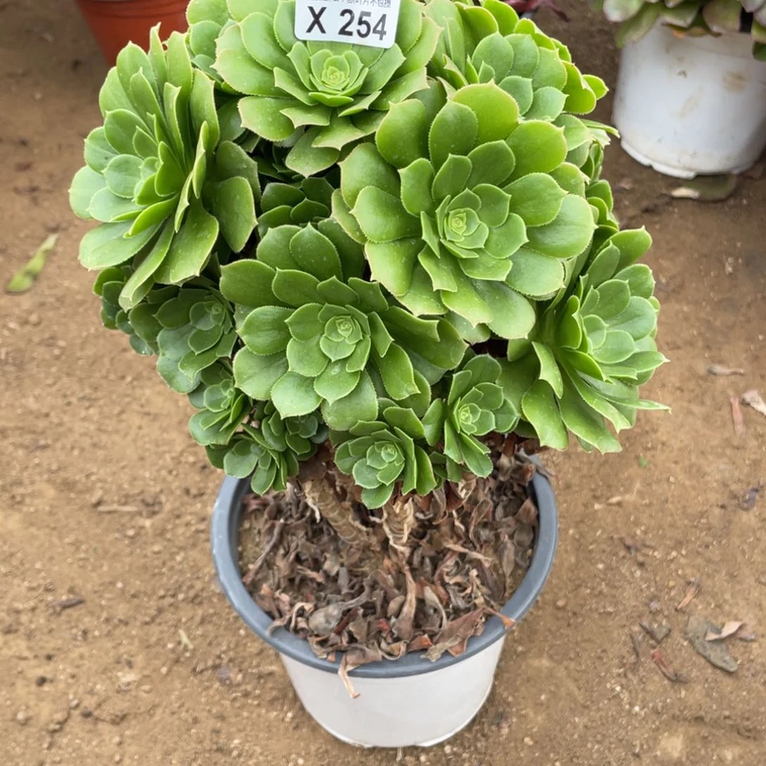 254绿杨蓉多肉法师断枝不包