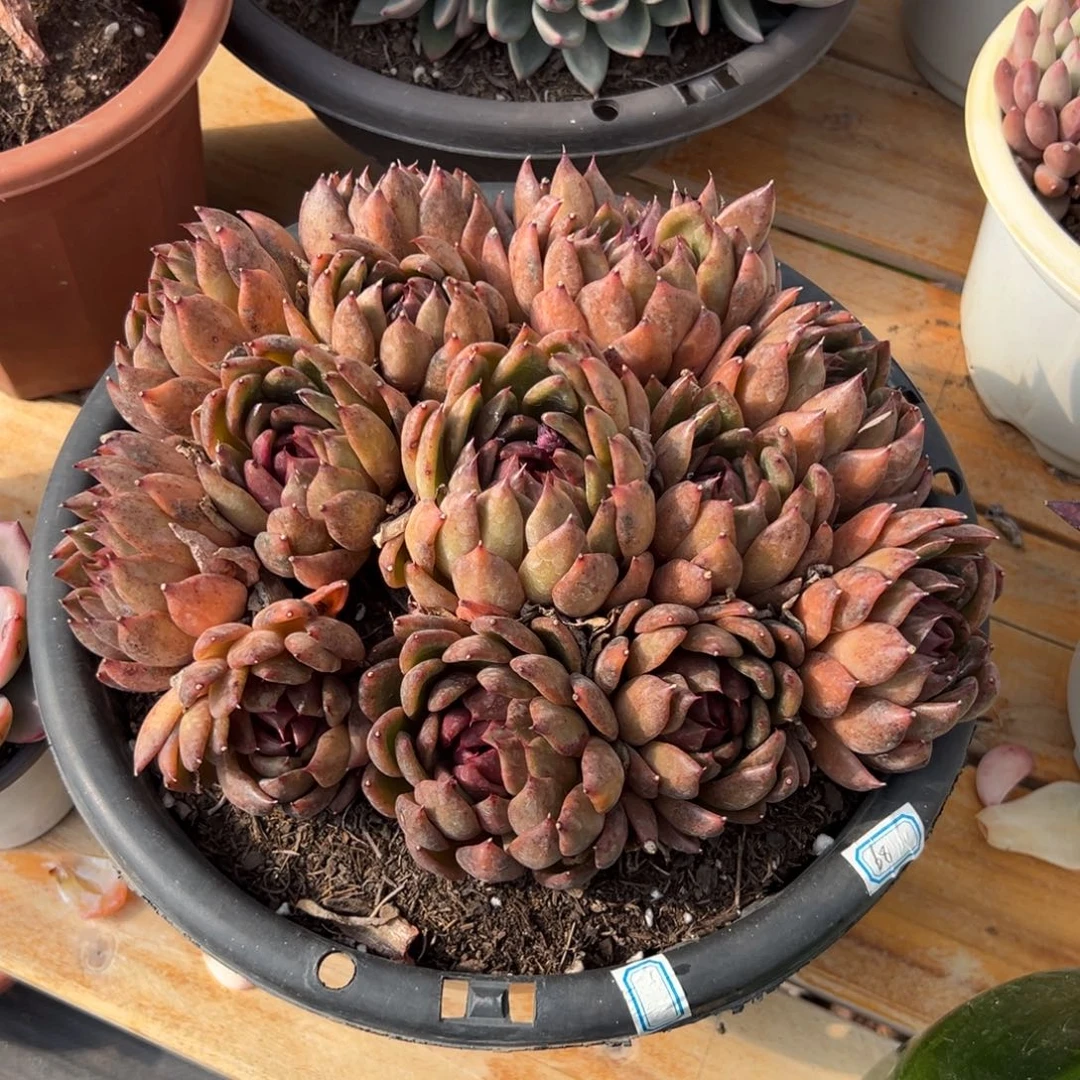 多肉黑水晶【非偏远地区满18包邮】