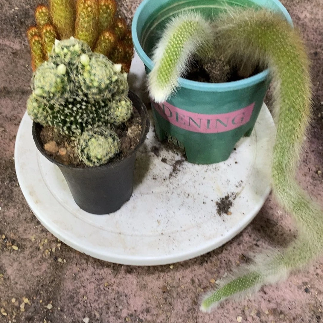 重***狗无花朵组合款金手指明星九尾狐