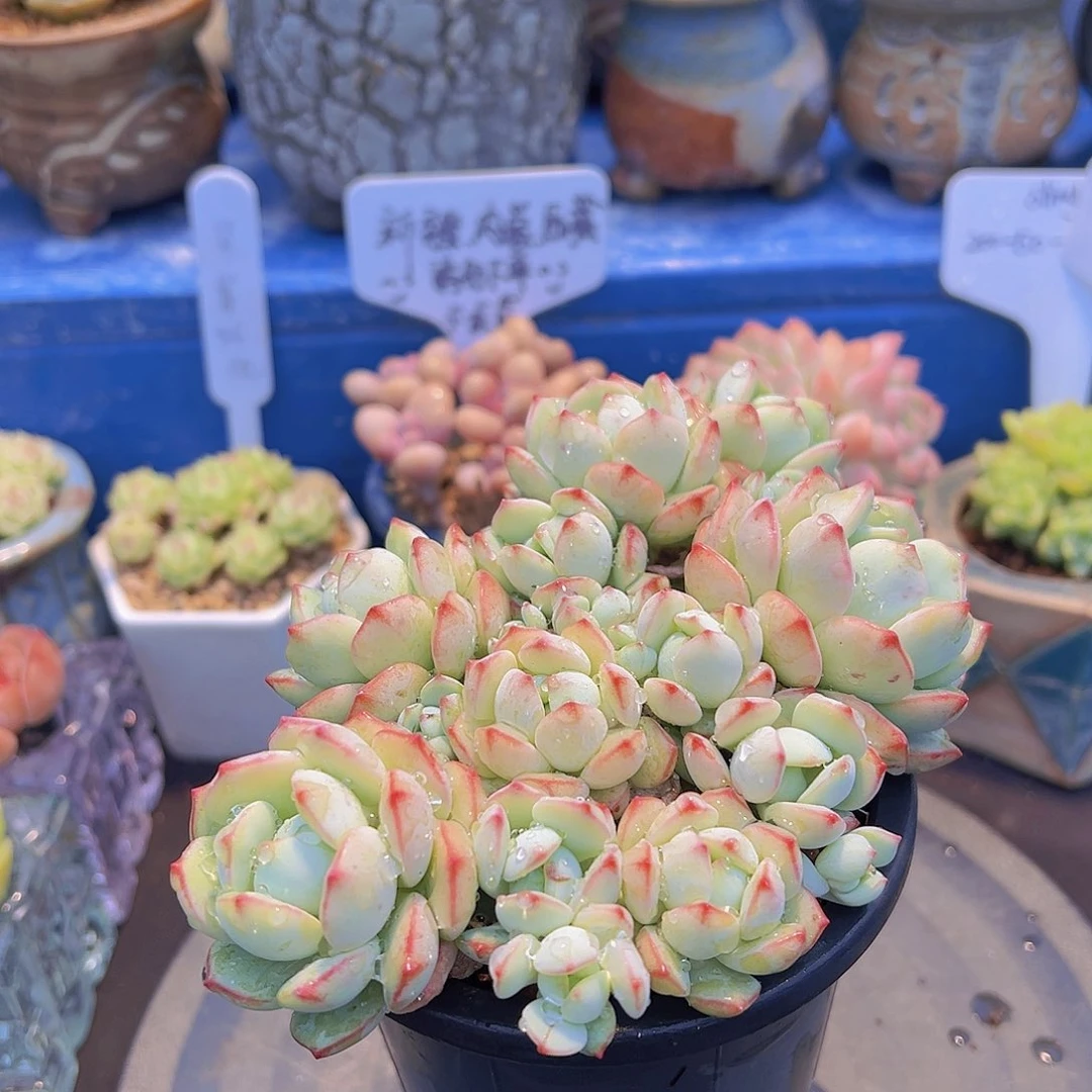 小*窝香草，多肉植物，