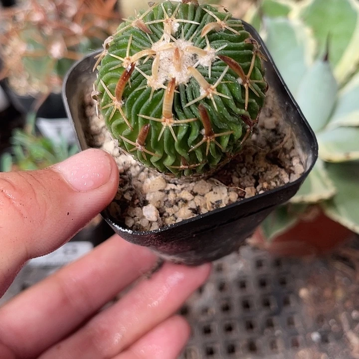 729仙人球开花植物