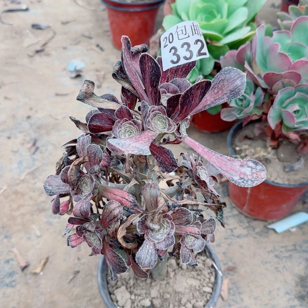 拉丝锦多肉332满20包邮断枝不包