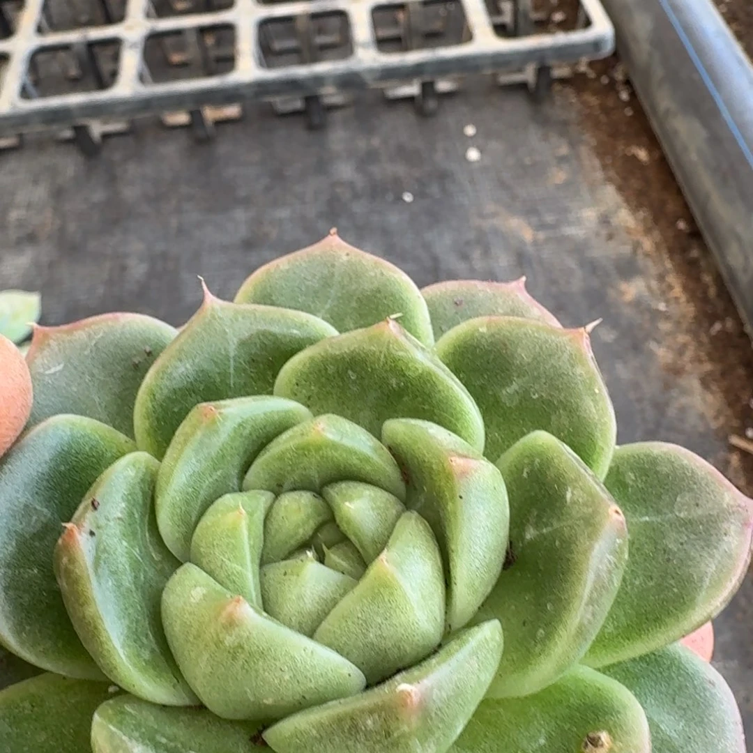 右一多肉杂交一物一拍9-27