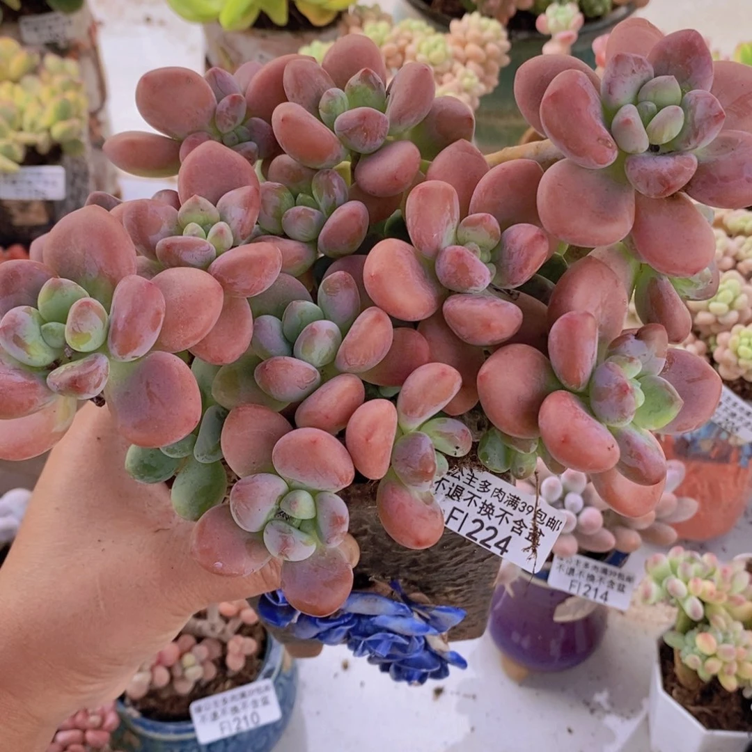 樱花洛神15cm224多肉植物