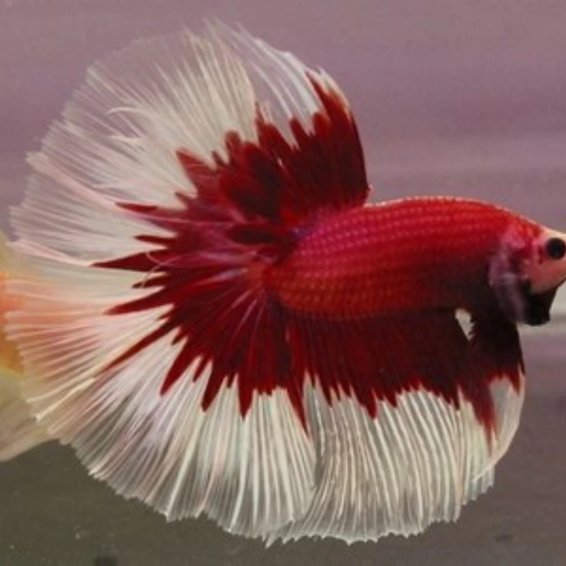 随机泰国斗鱼精品小型热带观赏鱼