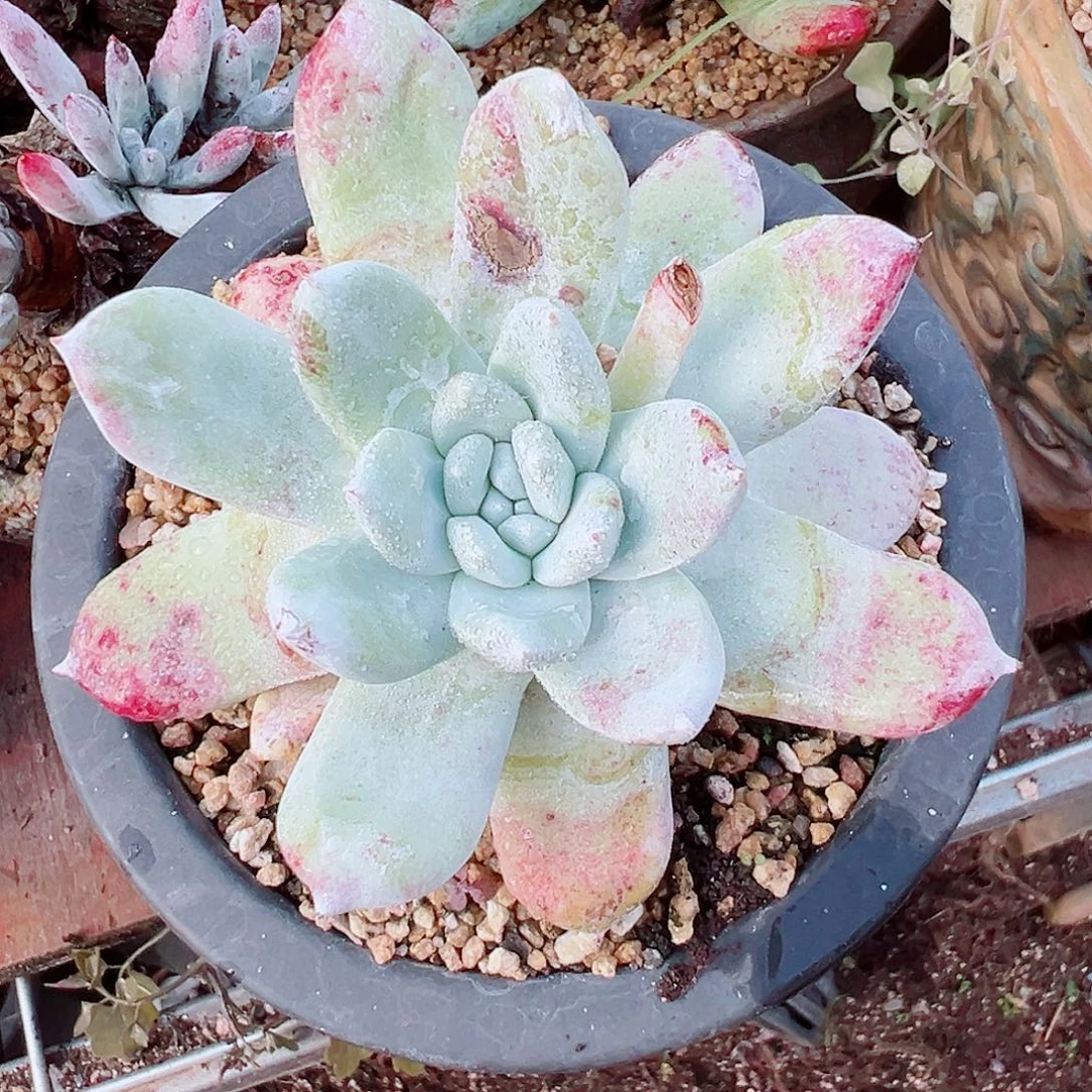 7518牡丹苹果叶仙女杯