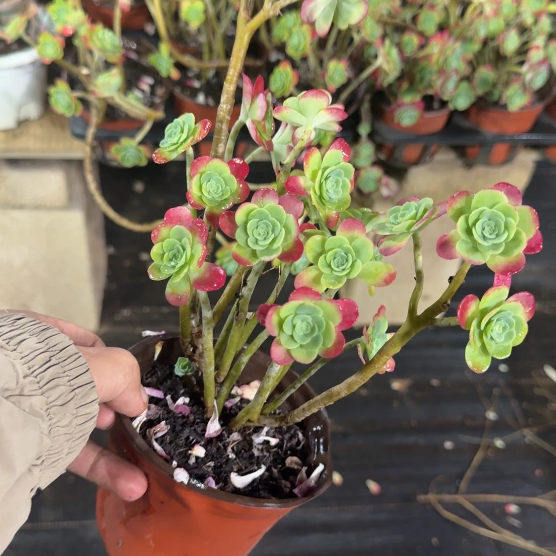 多肉植物圆叶薄化妆两颗