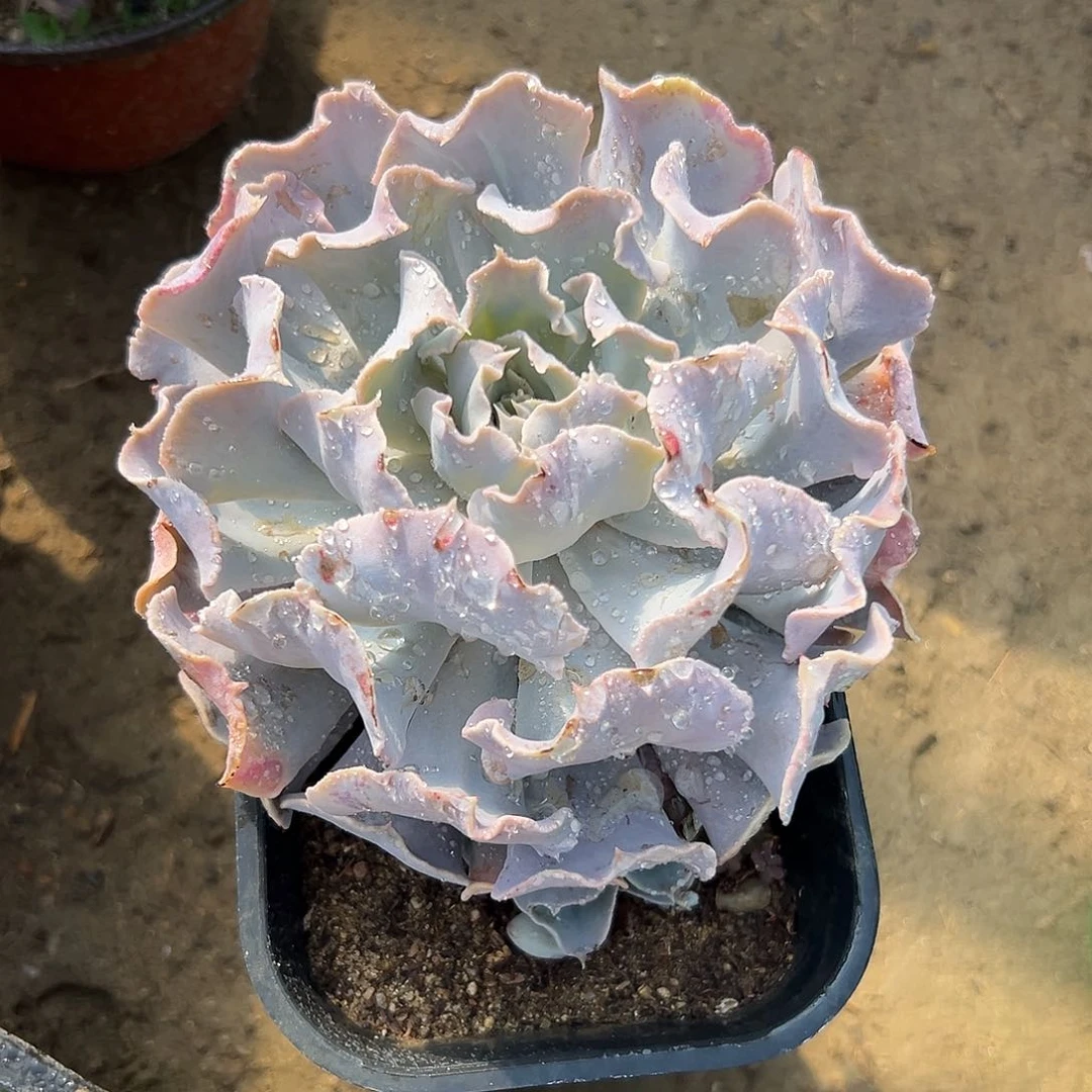 旺***猪多肉植物天鹅湖群