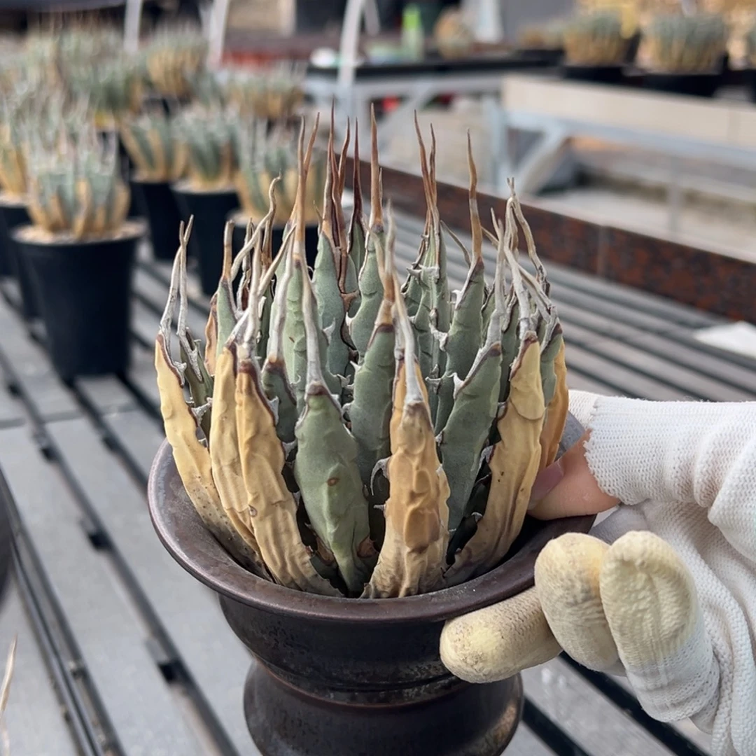 无花朵老家妖炎生桩福利 不带盆