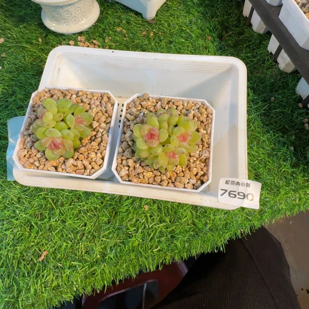 树****多肉植物冰峰珍妮7690