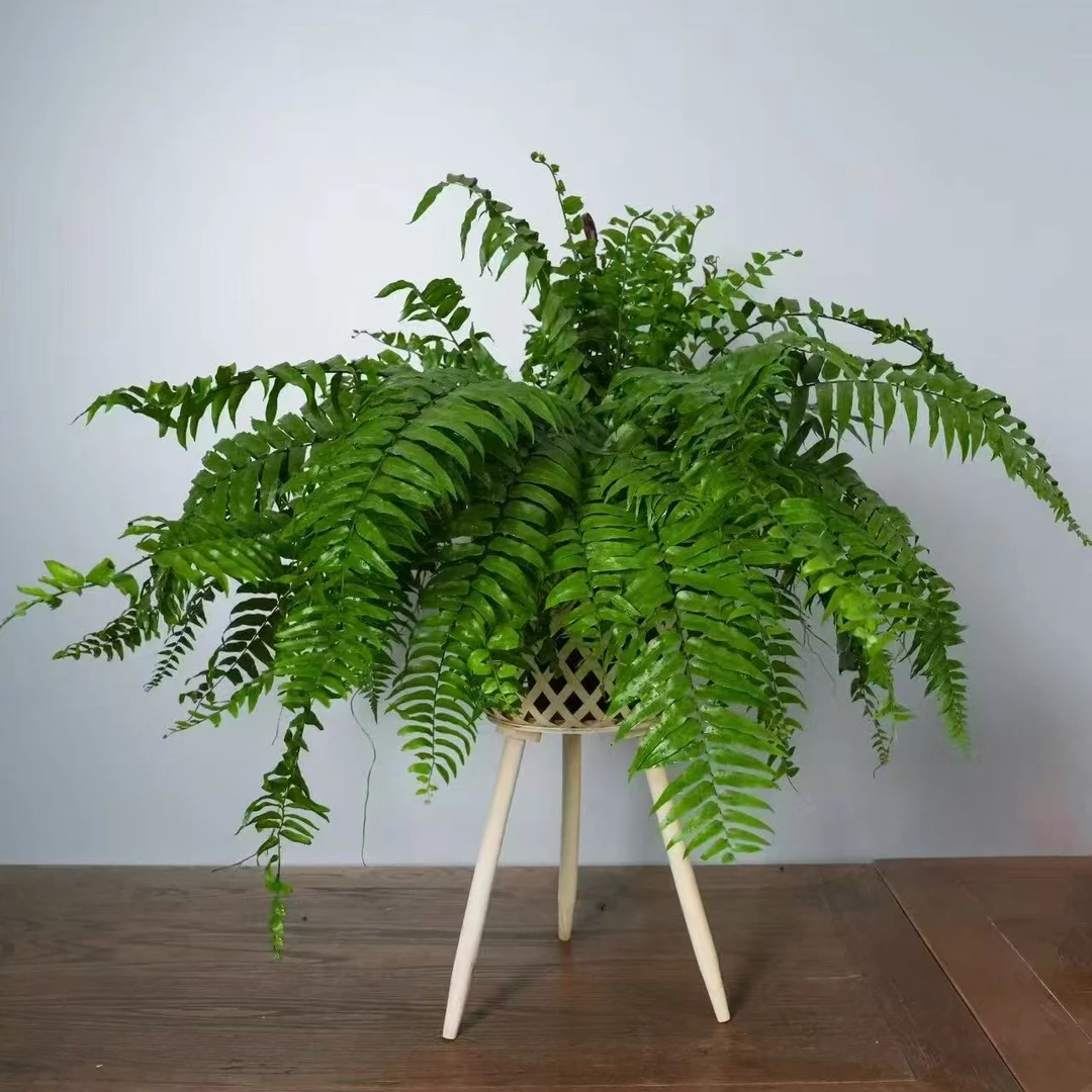 巨无霸超大冠幅霸王蕨长叶垂吊肾蕨室内客厅雨林绿植蕨类