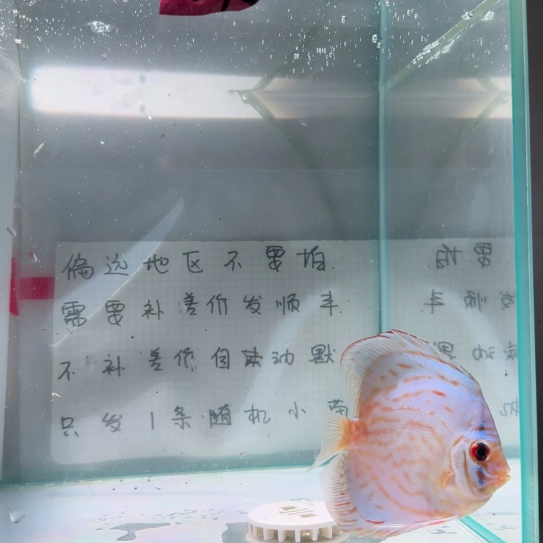 七彩神仙鱼肉身7-8偏远地区不拍