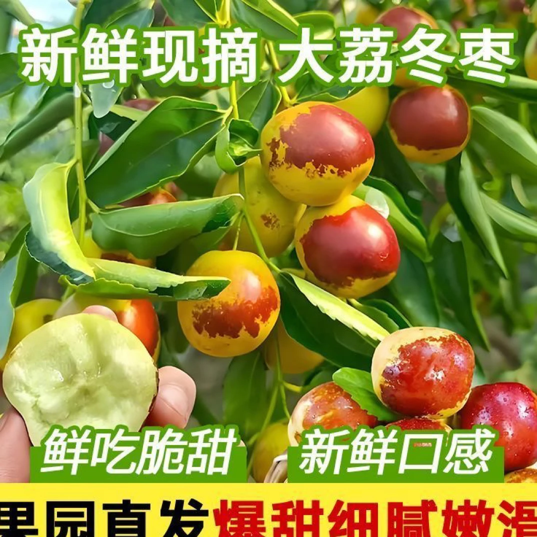 正宗大荔现摘新鲜脆甜冬枣当季新枣水果1