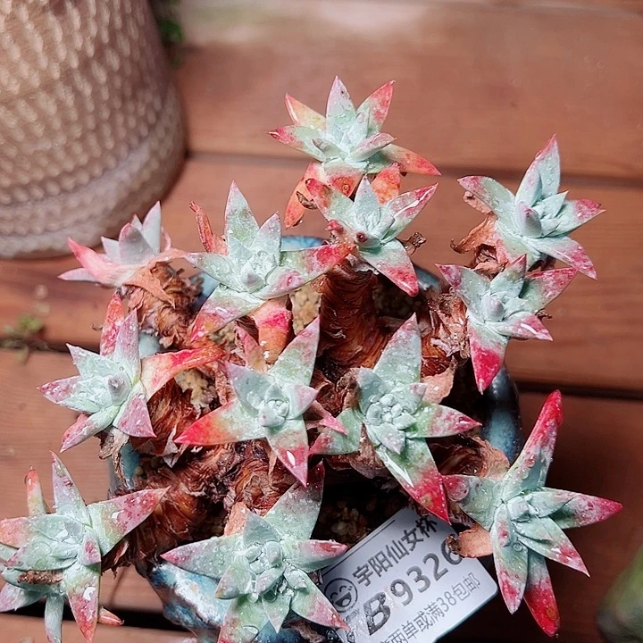 9326浓码杂交仙女杯多肉